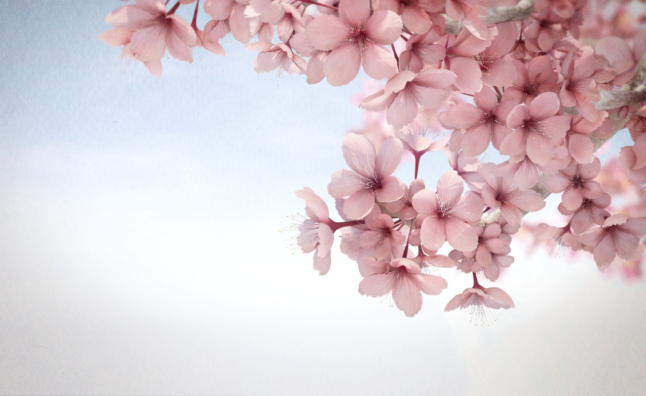 Wallpaper Desktop Bunga Sakura Terlengkap A1 Wallpaperz For You