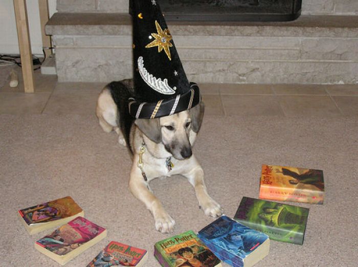 [Image: harry_potter_pets_04.jpg]