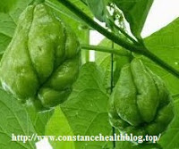 Chayote Fruit