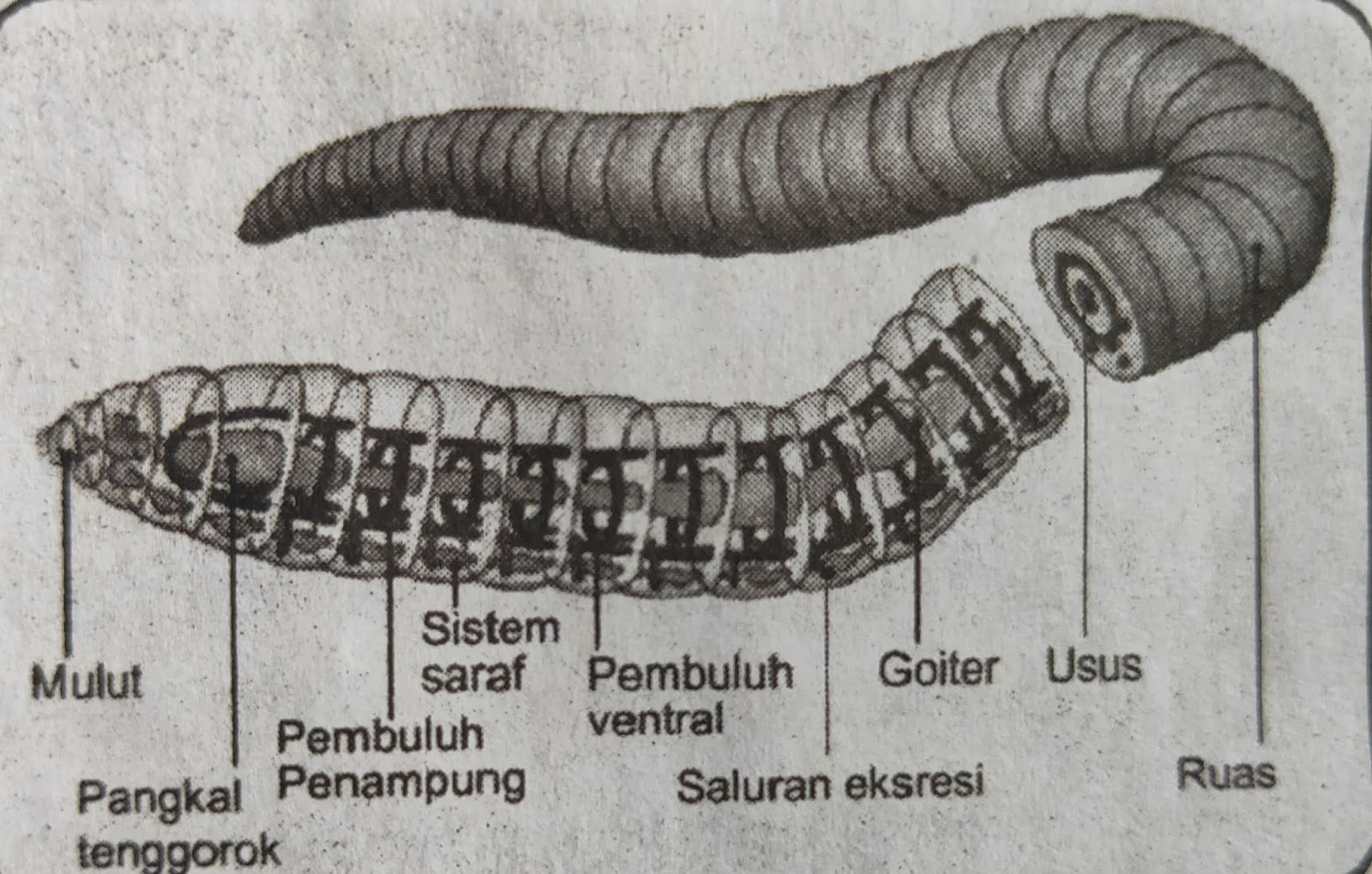 Apa Saja Organ Pernapasan Pada Hewan  PortalJawa