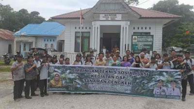 Dinas Ketapang dan Pertanian Kabupaten Samosir Bangkitkan Kembali Kejayaan Cengkeh Samosir.