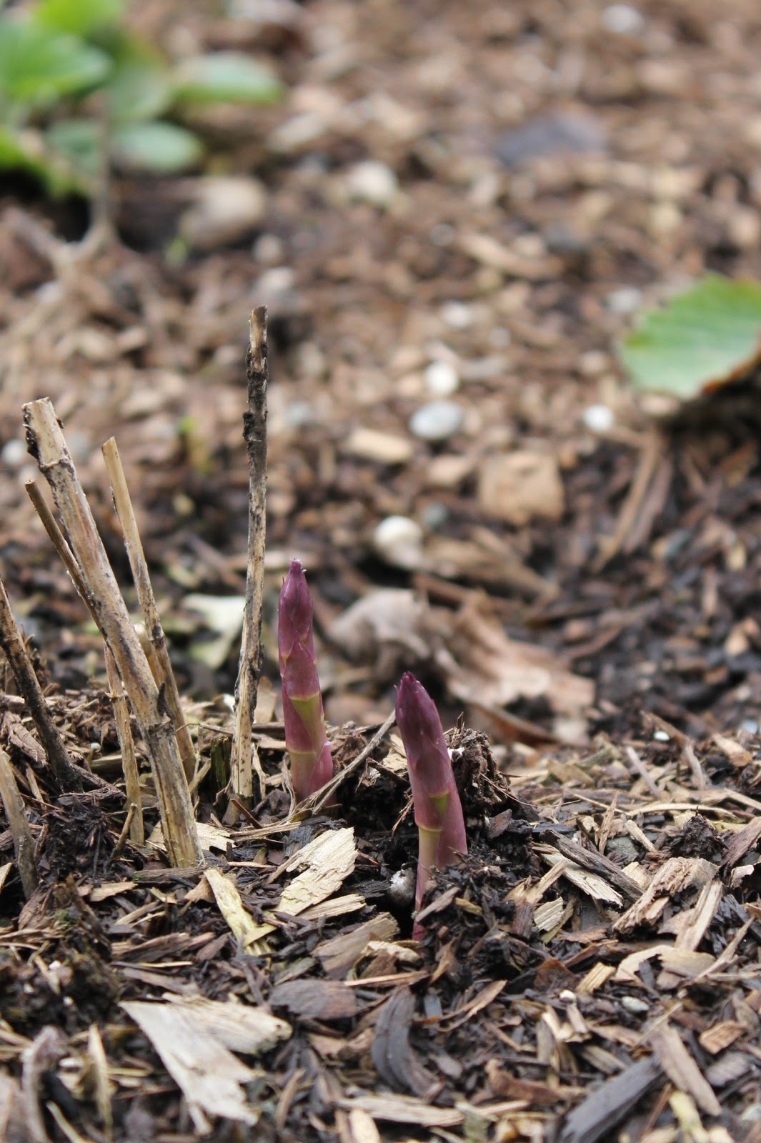 The Nitty Gritty Potager Planting Asparagus