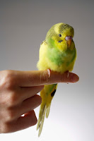 Pet Birds Parakeets