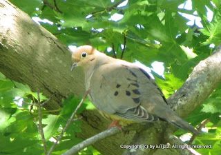 Mourning Dove