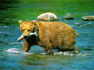 Beautiful Wild animals desktop wallpapers, photography, latest, cool, 2012, 2013, images, pictures, wallpapers