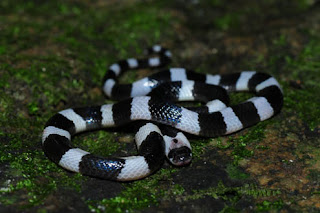 Blue Krait