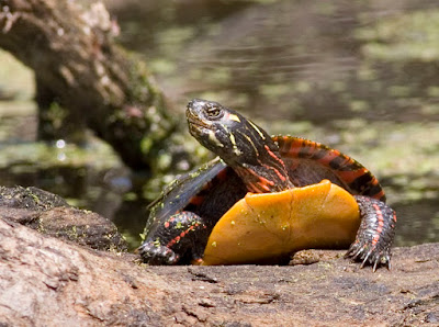 Chrysemys picta - Tartaruga palustre dipinta_associazione_mammagatta