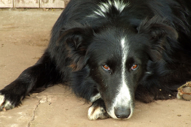 7 raças de cães brasileiras