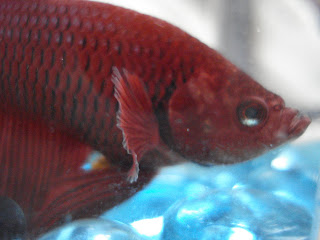 betta splenden