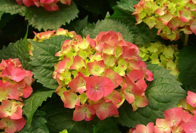 Hydrangea Flowers Pictures