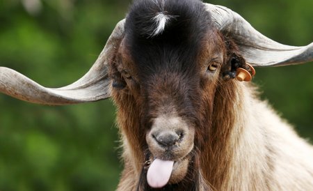 Funny Goats Pictures / Images / Photos ~ HairStyles Blog