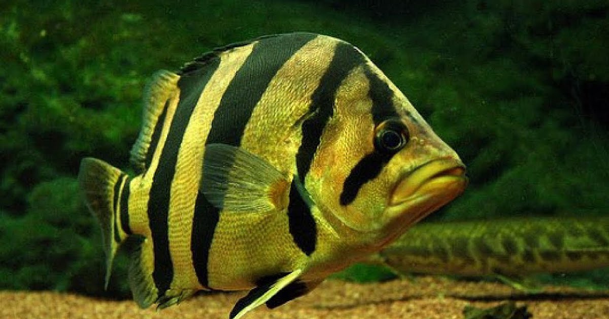 Jenis Dan Harga Ikan  Tigerfish atau Datz Ikanesia id