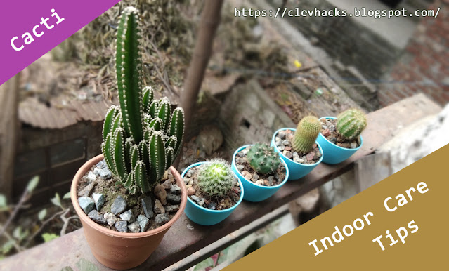 Cacti and their indoor care