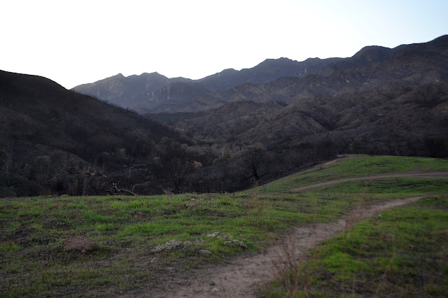 Wills Canyon with browned trees