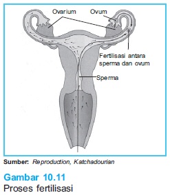 proses fertilisasi 