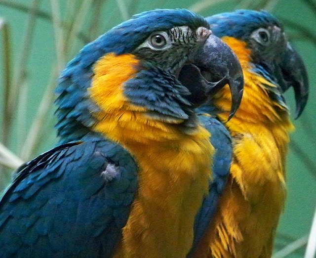 These parrots have blue heads and wings, yellow breasts, a black beak, and a white eye.