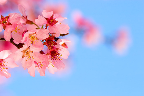 cherry tree blossom. cherry tree blossoming. cherry