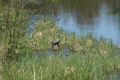 a cold-hardy, native angler