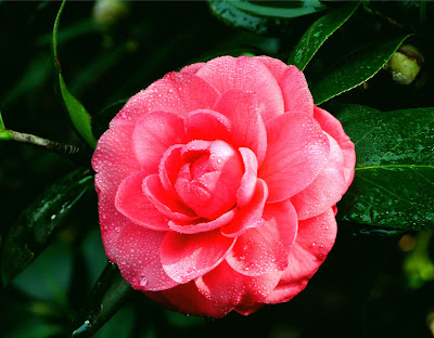 Imagen de una hermosa flor llamada camelia roja