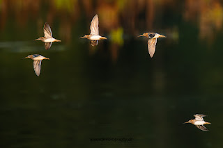 Wildlifefotografie Bekassine Olaf Kerber