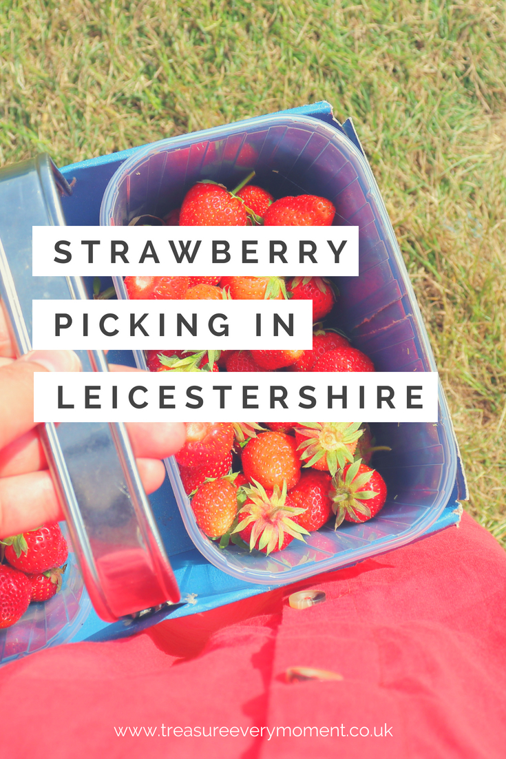 SUMMER: Strawberry Picking at Whetstone Pastures Farm in Leicestershire 