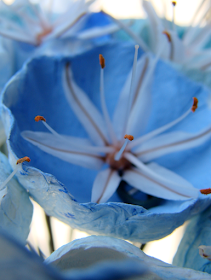 Asfodelo e fiori di carta per un bouquet ecologico turchese acquamarina