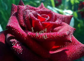 a amazing water perle  red rose for ur love wallpaper