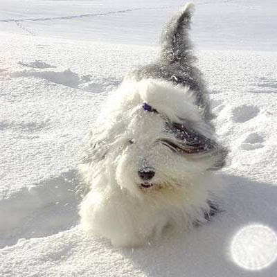 Old English Sheepdog Puppy Pictures