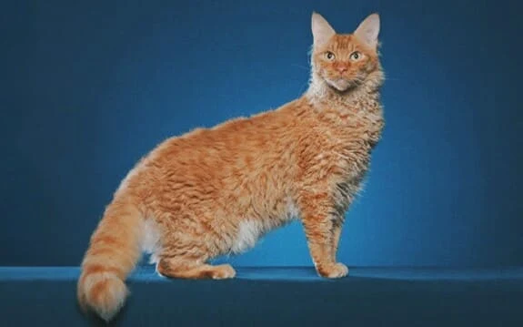 Information about the breed of cats laperm- Facts and pictures