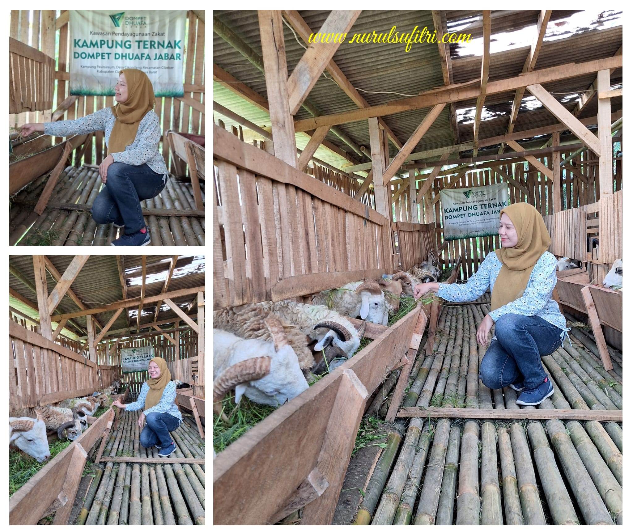 Jelajah Sentra Ternak Hewan Kurban Domba Kambing Dompet Dhuafa di Cibeber Cianjur