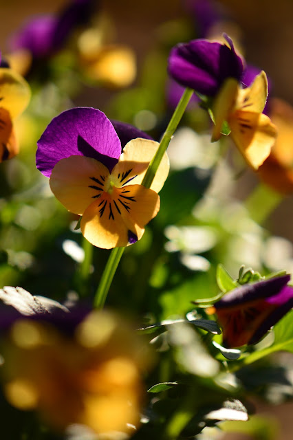 violas, small sunny garden, amy myers, photography, desert garden, winter annuals