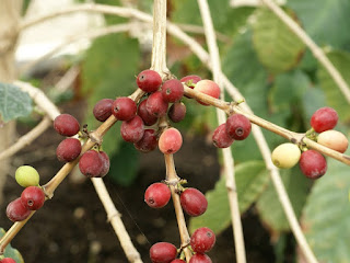 Coffea arabica - Caféier d'Arabie - Café arabica