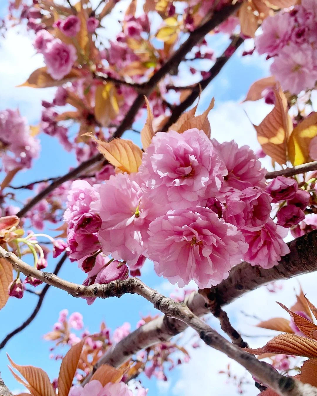 Pink cherry blossom tree in spring - London lifestyle blog