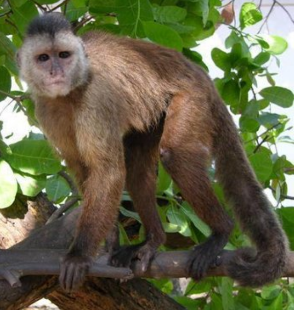 Macaco-caiarara continua na lista das 25 espécies de primatas mais ameaçados do mundo