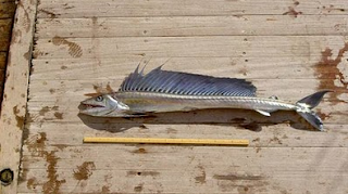 Lancetfish