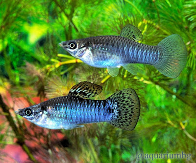 Mangrove Molly, Poecilia orri (Fowler, 1943)