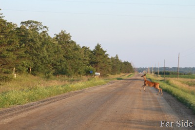 Deer two