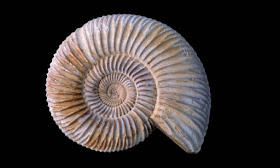 ammonite