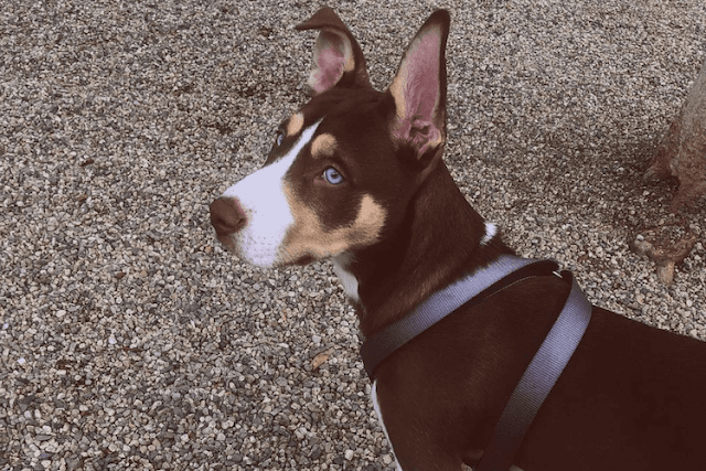 A Pitsky dog with striking blue eyes, displaying a mix of Pitbull and Husky traits, including a muscular build and a beautiful coat - "Pitsky dog, a captivating blend of Pitbull and Husky, showcasing unique features such as blue eyes, a muscular physique, and a stunning coat."