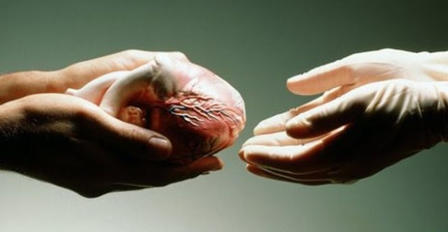 Organ Tubuh Manusia yang Bisa di Donorkan