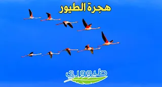 هجرة الطيور في العالم