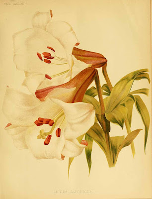 Лилия японская (Lilium japonicum)