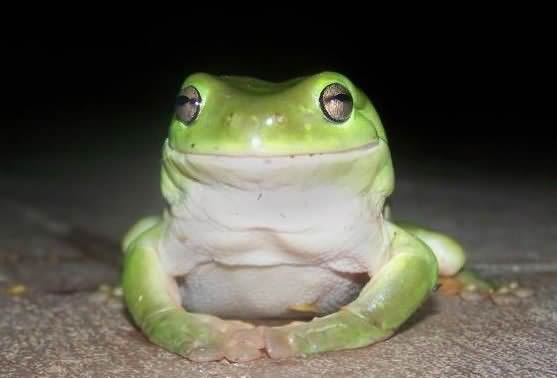 Pictures Of Frogs Eating. Strange frog who love to eat