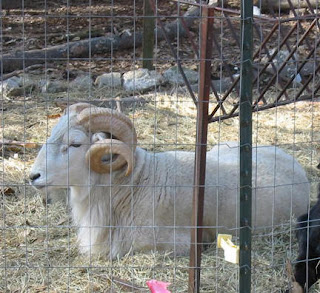 The Prodigious Horns of This Ram Took Down an Able Farmer. It's OK Though...The Farmer Got Back Up.