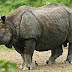 The Indian rhinoceros