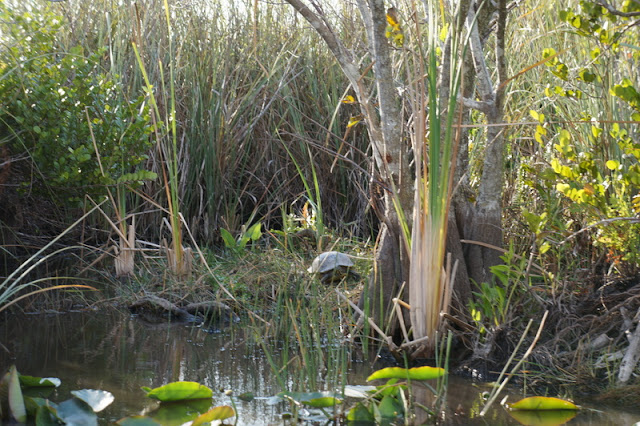 gator park florida everglades