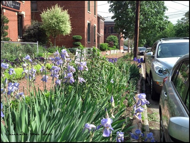 Irises, Chickadee Home Nest