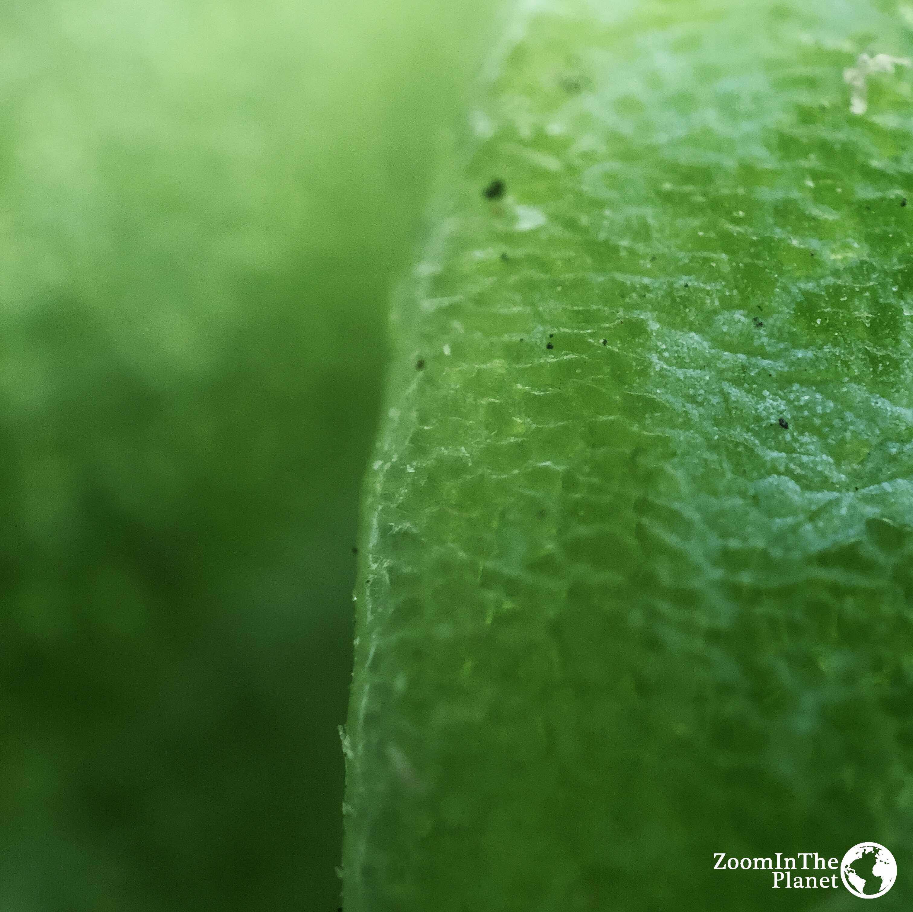 SUCCULENT