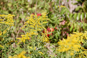 'tis the season of goldenrod