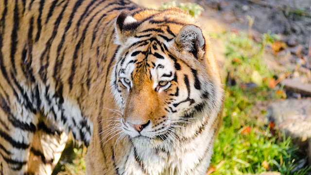 Siberian Tiger at Zoo HD Wallpaper